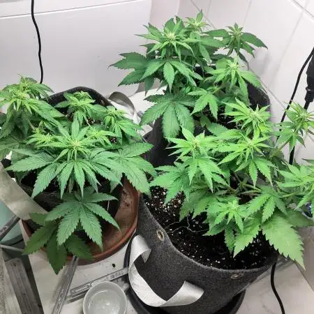 Purple Lemonade 150W