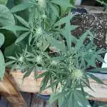 Green Crack F1 Outdoor - Living Soil