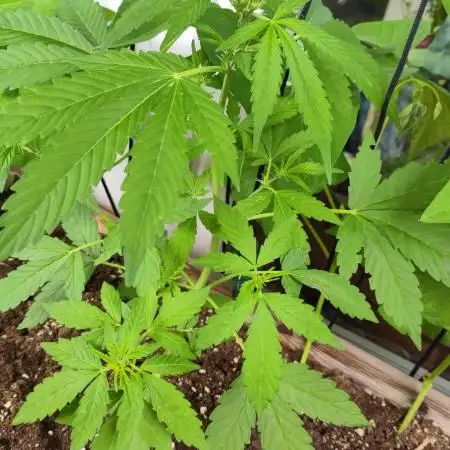 Wedding Cake Auto Outdoor - Living Soil
