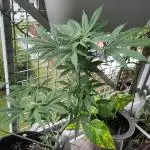 Tasty Lemon Cherry Cookies Outdoor