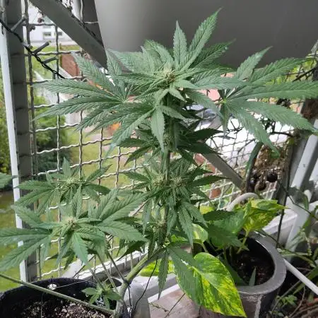Tasty Lemon Cherry Cookies Outdoor