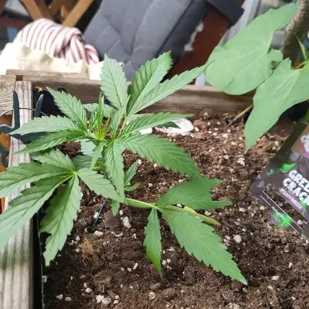 Green Crack F1 Outdoor - Living Soil