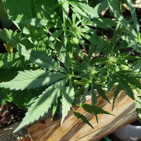 Green Crack F1 Outdoor - Living Soil