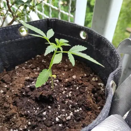 White Widdow Training Experiment