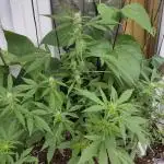 Wedding Cake Auto Outdoor - Living Soil