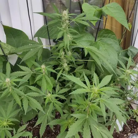 Wedding Cake Auto Outdoor - Living Soil