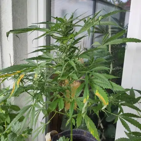 Outdoor Jack Herer Auto