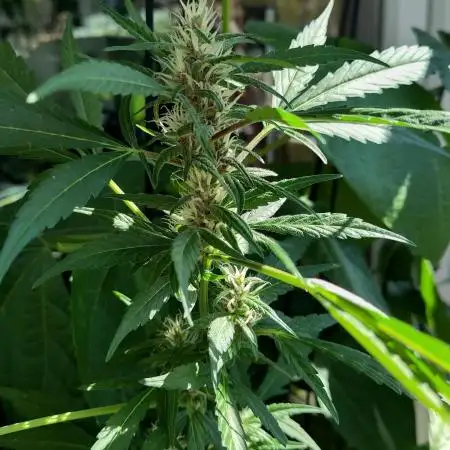 Wedding Cake Auto Outdoor - Living Soil