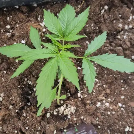 Green Crack F1 Outdoor - Living Soil