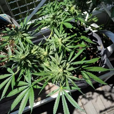 First F1 Outdoor