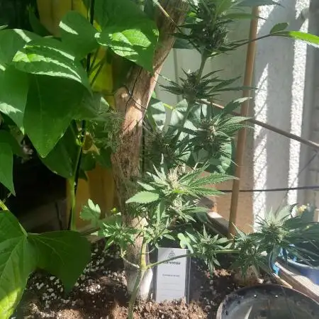 Classical vs Living Soil