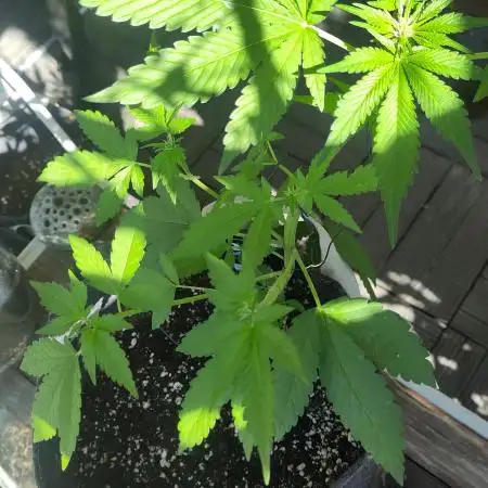 Tasty Lemon Cherry Cookies Outdoor
