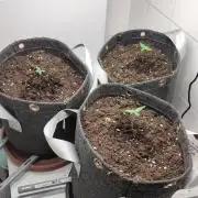 Purple Lemonade 150W