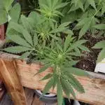 Green Crack F1 Outdoor - Living Soil