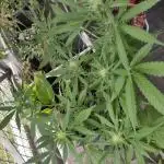 Outdoor Purple Haze Auto