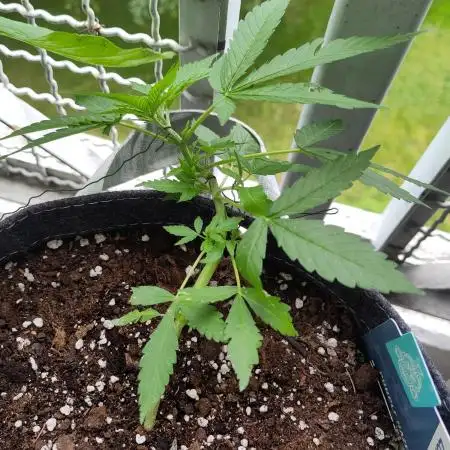 Outdoor Purple Haze Auto