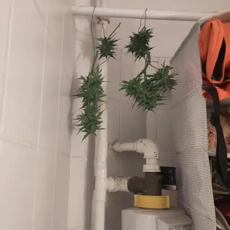 First F1 Outdoor