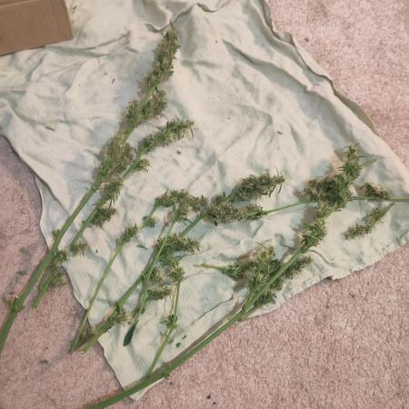 Wedding Cake Auto Outdoor - Living Soil