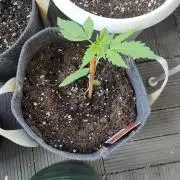 Outdoor Lemon Haze