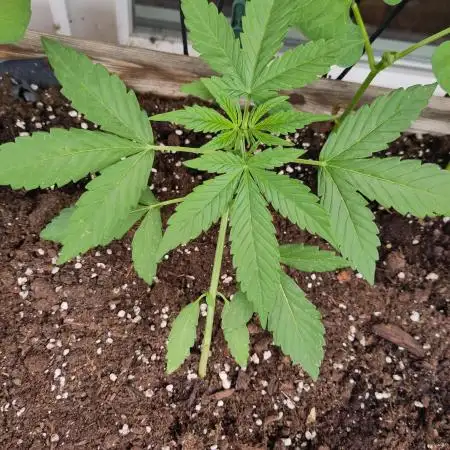 Wedding Cake Auto Outdoor - Living Soil