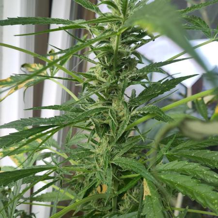 Outdoor Jack Herer Auto