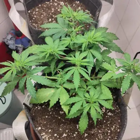 First Indoor Grow