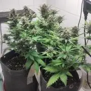 Purple Lemonade 150W