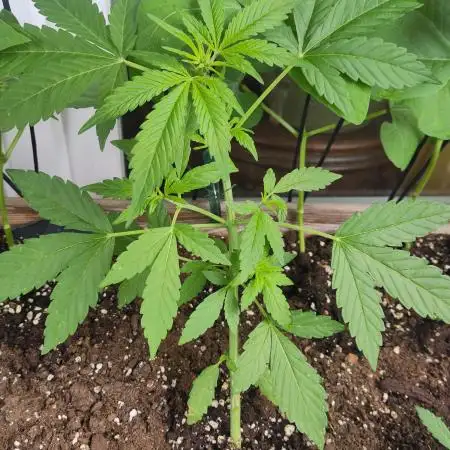 Wedding Cake Auto Outdoor - Living Soil