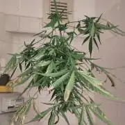 Outdoor Jack Herer Auto