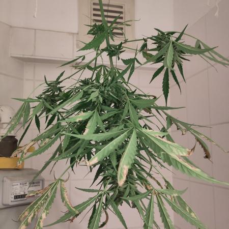 Outdoor Jack Herer Auto