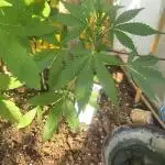 Classical vs Living Soil