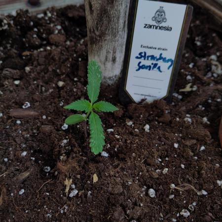 Classical vs Living Soil