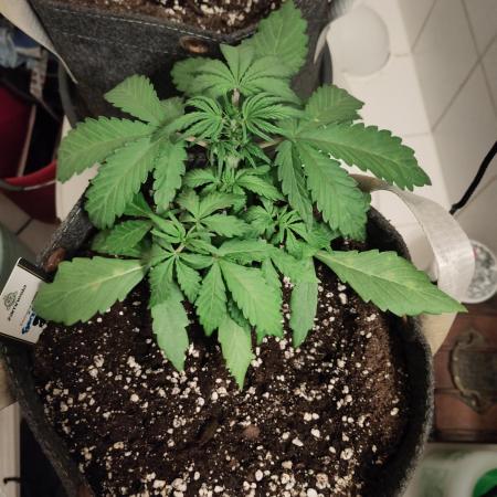 First Indoor Grow