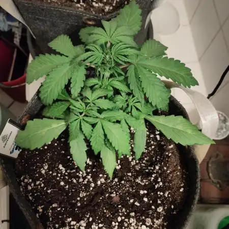 First Indoor Grow