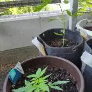 Outdoor Jack Herer Auto