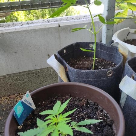 Outdoor Jack Herer Auto