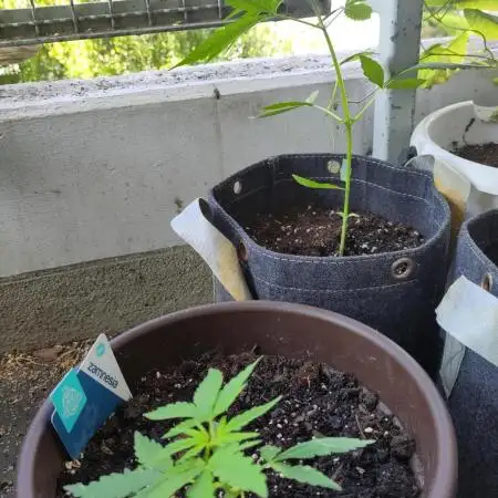 Outdoor Jack Herer Auto