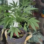 Outdoor Lemon Haze