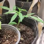 Outdoor Jack Herer Auto