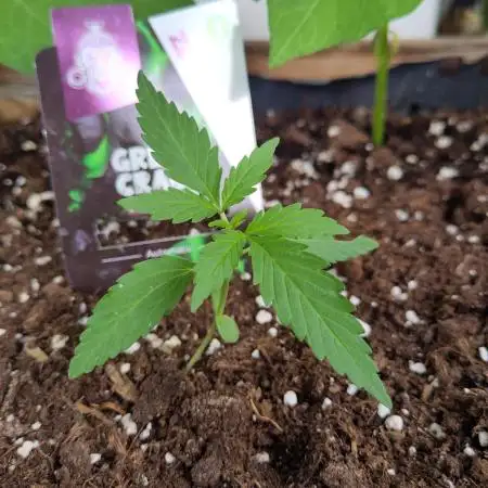 Green Crack F1 Outdoor - Living Soil