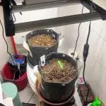 First Indoor Grow