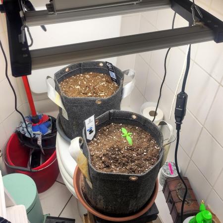 First Indoor Grow