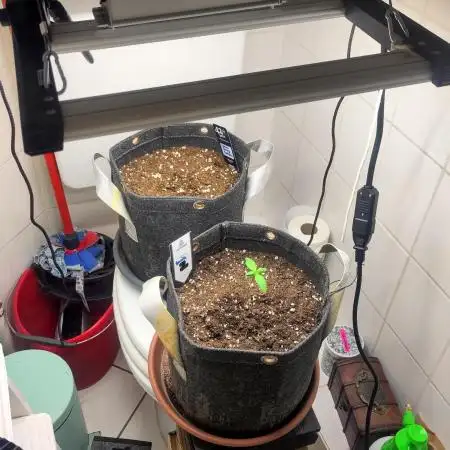 First Indoor Grow