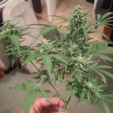 Green Crack F1 Outdoor - Living Soil