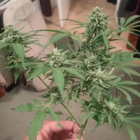 Green Crack F1 Outdoor - Living Soil
