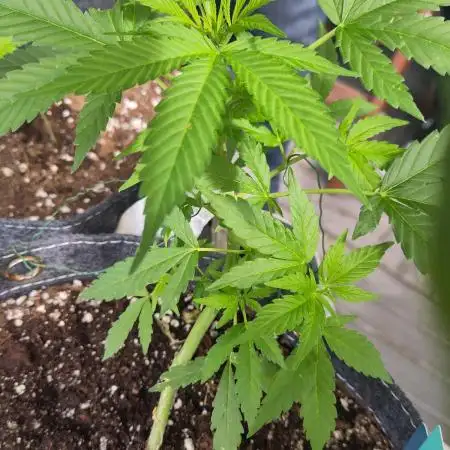 Outdoor Purple Haze Auto