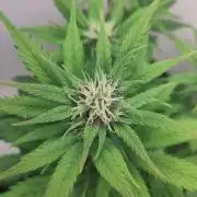 Purple Lemonade 150W