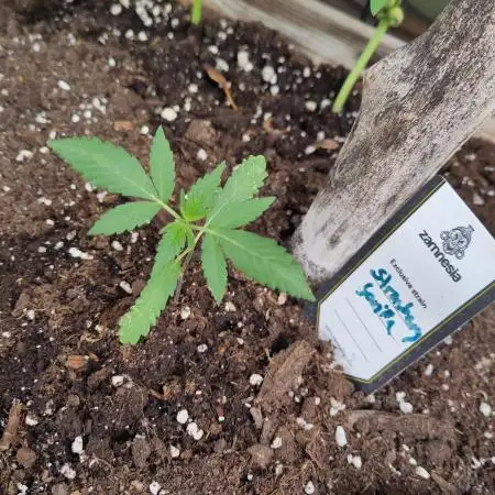 Classical vs Living Soil