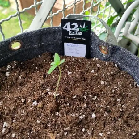 Tasty Lemon Cherry Cookies Outdoor