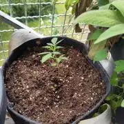 First Photo Outdoor